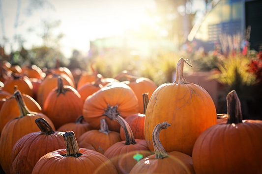 Layering Up for Autumn Activities: Pumpkin Patches, Apple Picking, and More